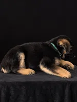 Bear “Blue collar”, a male German Shepherd Dog for sale in Lake Villa, IL – 2 of 4