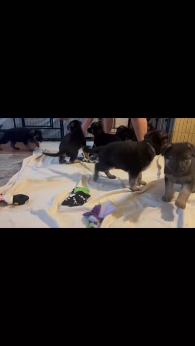 Green collar, a male German Shepherd Dog for sale in Lake Villa, IL – 3 of 3