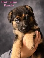 Pink collar, a female German Shepherd Dog for sale in Lake Villa, IL – 1 of 3