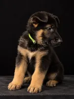 Rex”Green collar”, a male German Shepherd Dog for sale in Lake Villa, IL – 2 of 4