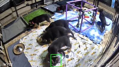 Bear “Blue collar”, a male German Shepherd Dog for sale in Lake Villa, IL – 4 of 4