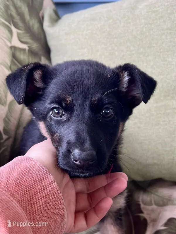 Ruby – German Shepherd Dog puppy for sale in Lake Villa, IL