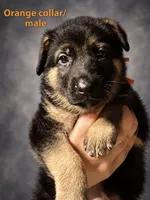 Orange, a male German Shepherd Dog for sale in Lake Villa, IL – 1 of 3