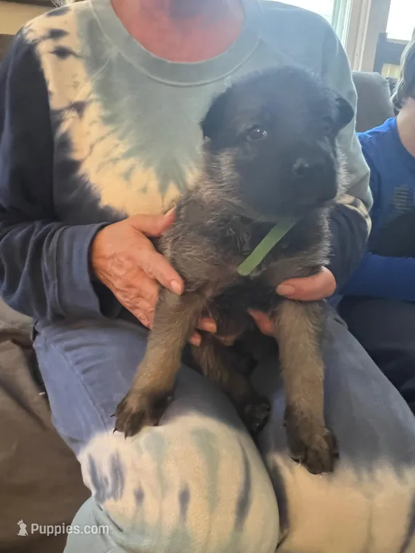 Green boy sable – German Shepherd Dog puppy for sale in Lake Villa, IL