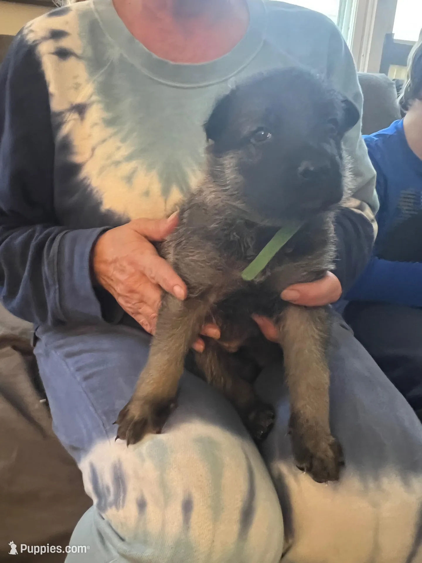 Green boy sable, a male German Shepherd Dog for sale in Lake Villa, IL – Photo 1 of 4