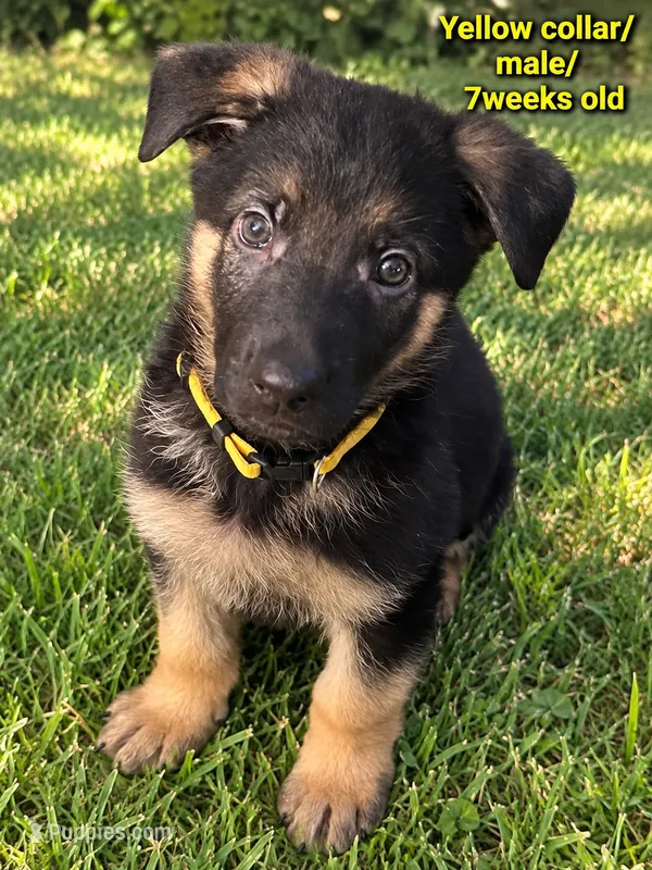 Yellow collar – German Shepherd Dog puppy for sale in Lake Villa, IL