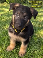 Maximus”Yellow collar”, a male German Shepherd Dog for sale in Lake Villa, IL – 1 of 4