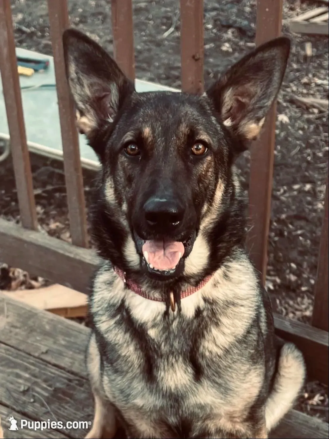 Rosie- AKC black and Tan, a female German Shepherd Dog for sale in Lake Villa, IL – 7 of 8