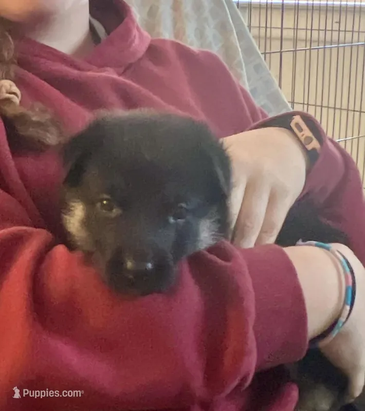 Pink girl – German Shepherd Dog puppy for sale in Lake Villa, IL