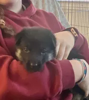 Pink girl, a female German Shepherd Dog for sale in Lake Villa, IL – Photo 1 of 4