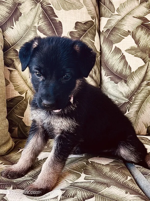 Pink girl – German Shepherd Dog puppy for sale in Lake Villa, IL