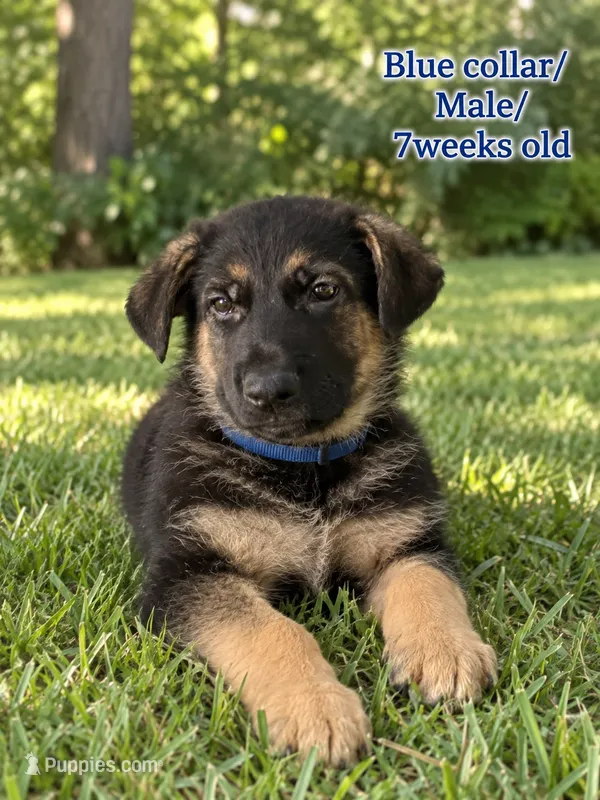 Blue collar – German Shepherd Dog puppy for sale in Lake Villa, IL