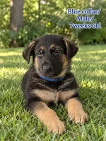 Bear “Blue collar”, a male German Shepherd Dog for sale in Lake Villa, IL – 1 of 4