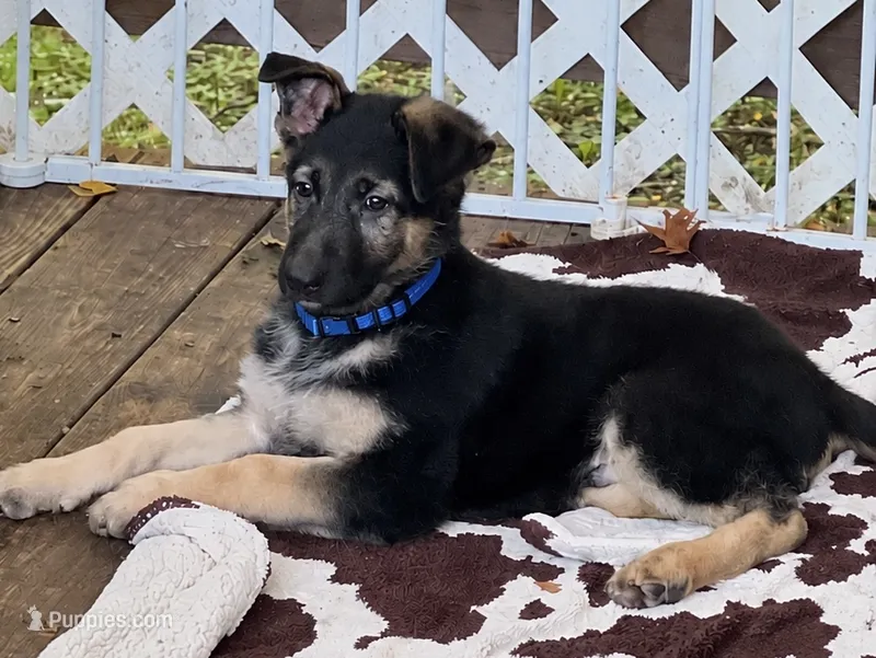 Bear “Blue collar” – German Shepherd Dog puppy for sale in Lake Villa, IL