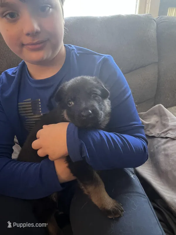 Orange girl – German Shepherd Dog puppy for sale in Lake Villa, IL