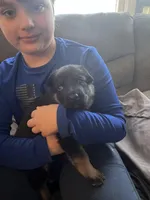 Orange girl, a female German Shepherd Dog for sale in Lake Villa, IL – Photo 1 of 4