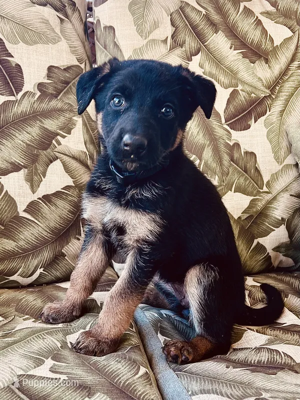 Ruby – German Shepherd Dog puppy for sale in Lake Villa, IL