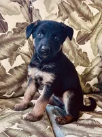 Ruby, a female German Shepherd Dog for sale in Lake Villa, IL – 1 of 4