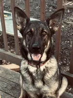 Orange girl, a female German Shepherd Dog for sale in Lake Villa, IL – Photo 2 of 4