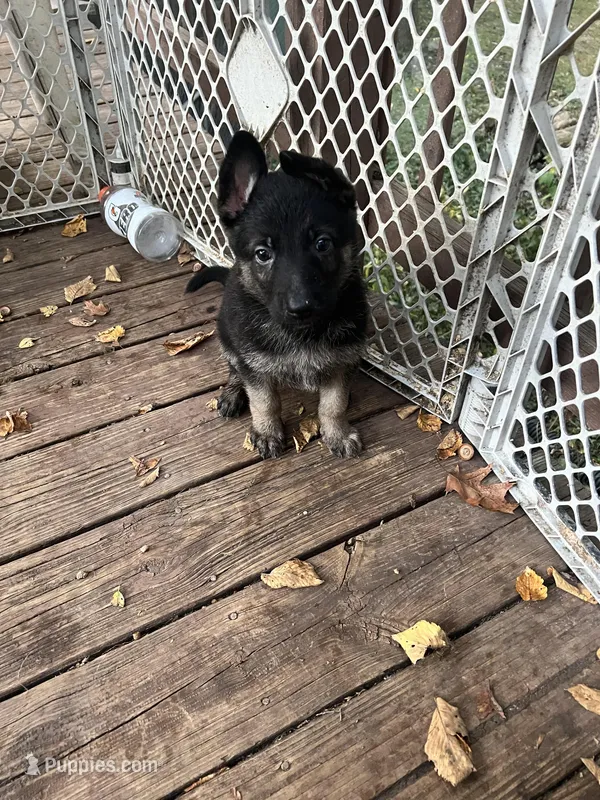 Orange girl – German Shepherd Dog puppy for sale in Lake Villa, IL