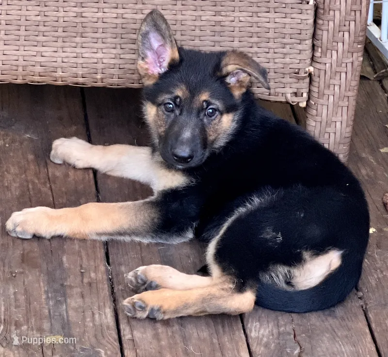 Stella “Pink collar” – German Shepherd Dog puppy for sale in Lake Villa, IL