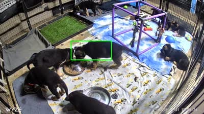 Rambo” Red collar”, a male German Shepherd Dog for sale in Lake Villa, IL – 4 of 4