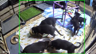Stella “Pink collar”, a female German Shepherd Dog for sale in Lake Villa, IL – 4 of 4