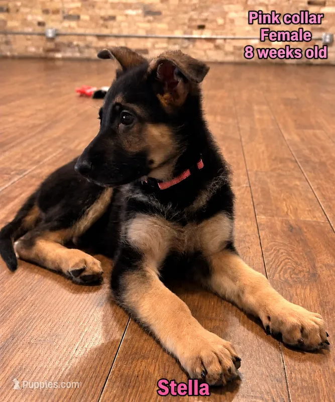 Stella “Pink collar” – German Shepherd Dog puppy for sale in Lake Villa, IL