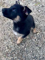 Rosie- AKC black and Tan, a female German Shepherd Dog for sale in Lake Villa, IL – 3 of 8