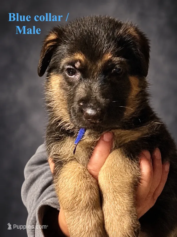 Blue collar – German Shepherd Dog puppy for sale in Lake Villa, IL