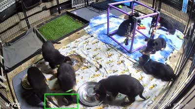 Rex”Green collar”, a male German Shepherd Dog for sale in Lake Villa, IL – 4 of 4