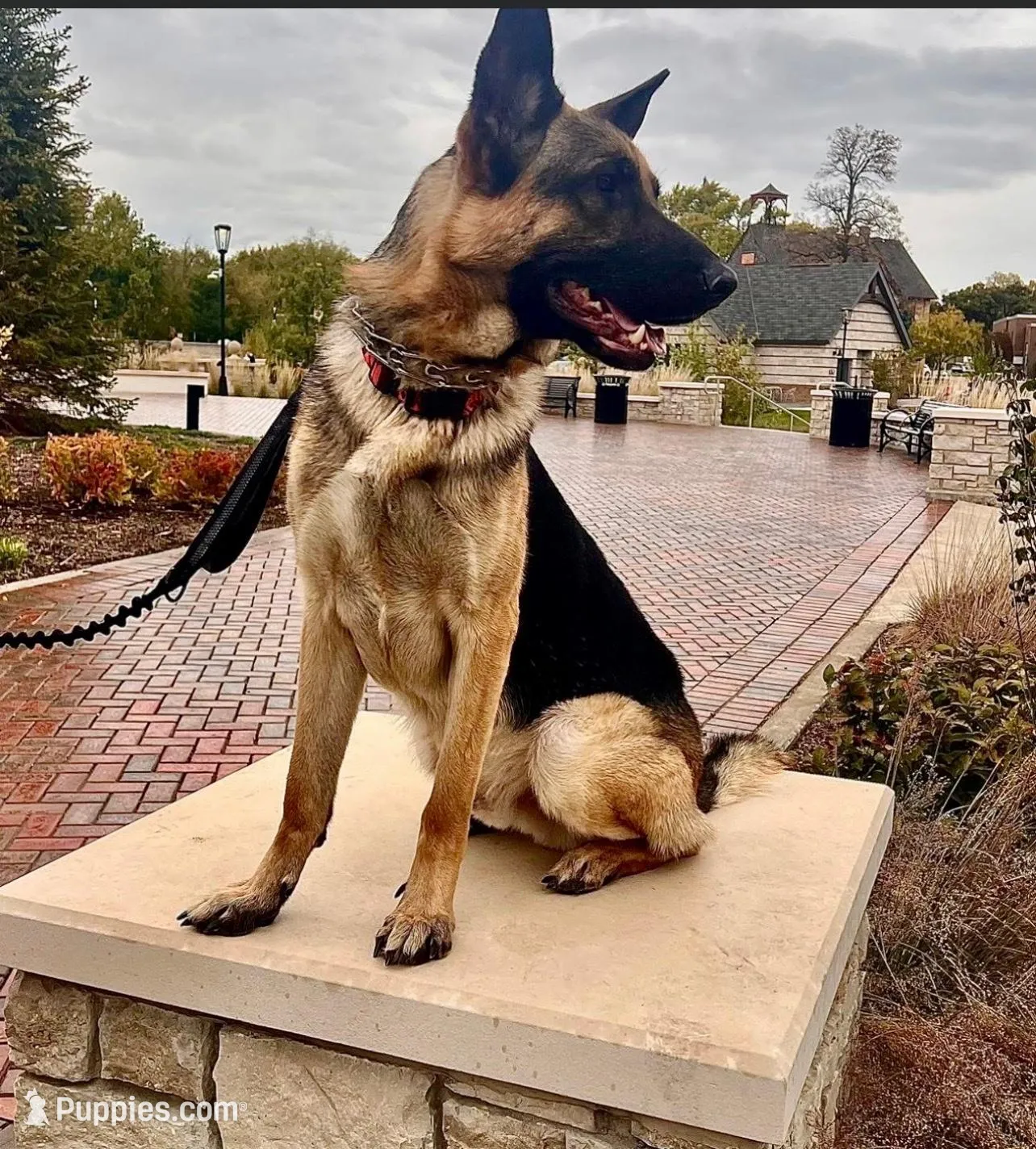 Green boy sable, a male German Shepherd Dog for sale in Lake Villa, IL – Photo 3 of 4