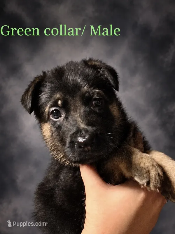 Green collar – German Shepherd Dog puppy for sale in Lake Villa, IL