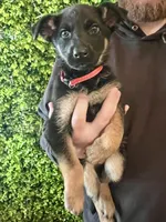 Ruby- AKC black and tan, a female German Shepherd Dog for sale in Lake Villa, IL – 4 of 7