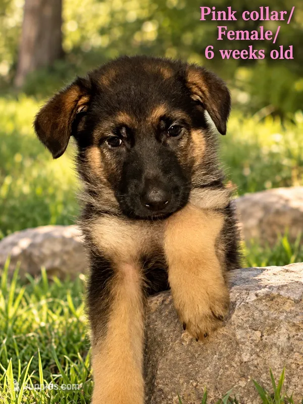 Pink collar – German Shepherd Dog puppy for sale in Lake Villa, IL