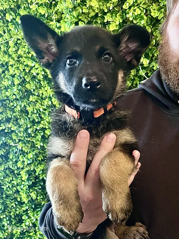 Rosie- AKC black and Tan – German Shepherd Dog puppy for sale in Lake Villa, IL