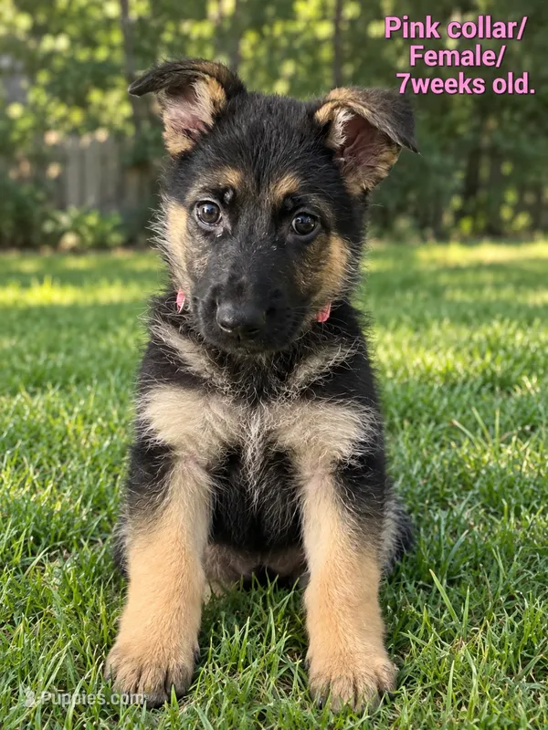 Pink collar – German Shepherd Dog puppy for sale in Lake Villa, IL