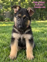Stella “Pink collar”, a female German Shepherd Dog for sale in Lake Villa, IL – 1 of 4