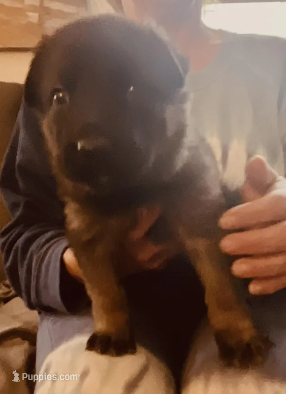 Red girl – German Shepherd Dog puppy for sale in Lake Villa, IL