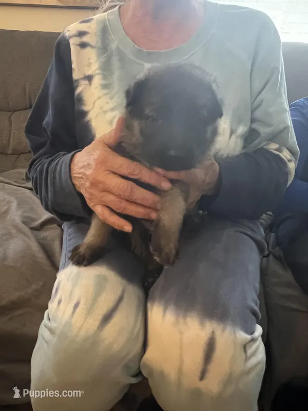 Red girl – German Shepherd Dog puppy for sale in Lake Villa, IL