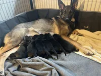 Red girl, a female German Shepherd Dog for sale in Lake Villa, IL – Photo 3 of 3