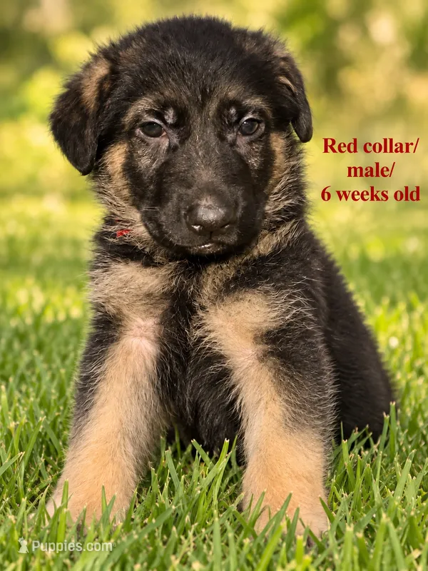 Red collar – German Shepherd Dog puppy for sale in Lake Villa, IL