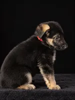 Rambo” Red collar”, a male German Shepherd Dog for sale in Lake Villa, IL – 3 of 4