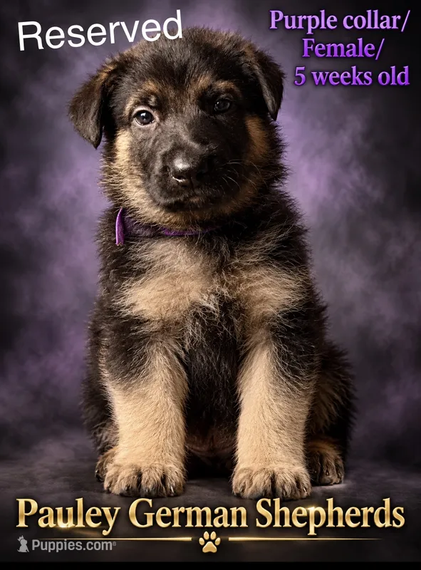 Purple  – German Shepherd Dog puppy on hold in Lake Villa, IL