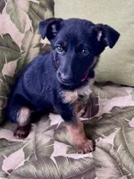 Ruby- AKC black and tan, a female German Shepherd Dog for sale in Lake Villa, IL – 3 of 7