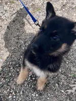 Rosie- AKC black and Tan, a female German Shepherd Dog for sale in Lake Villa, IL – 2 of 8