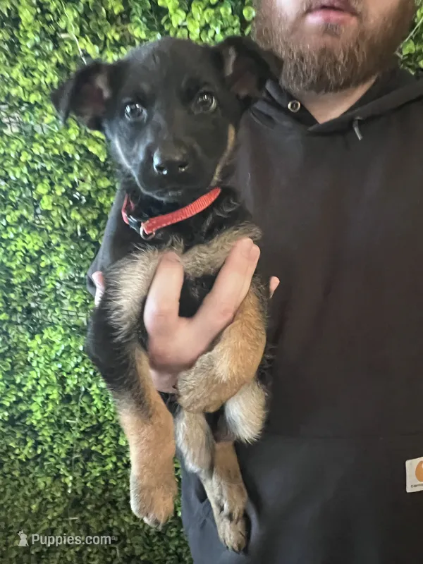 Ruby – German Shepherd Dog puppy for sale in Lake Villa, IL