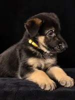 Maximus”Yellow collar”, a male German Shepherd Dog for sale in Lake Villa, IL – 2 of 4