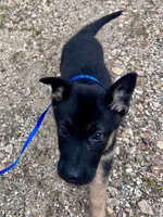 Rosie- AKC black and Tan, a female German Shepherd Dog for sale in Lake Villa, IL – 4 of 8