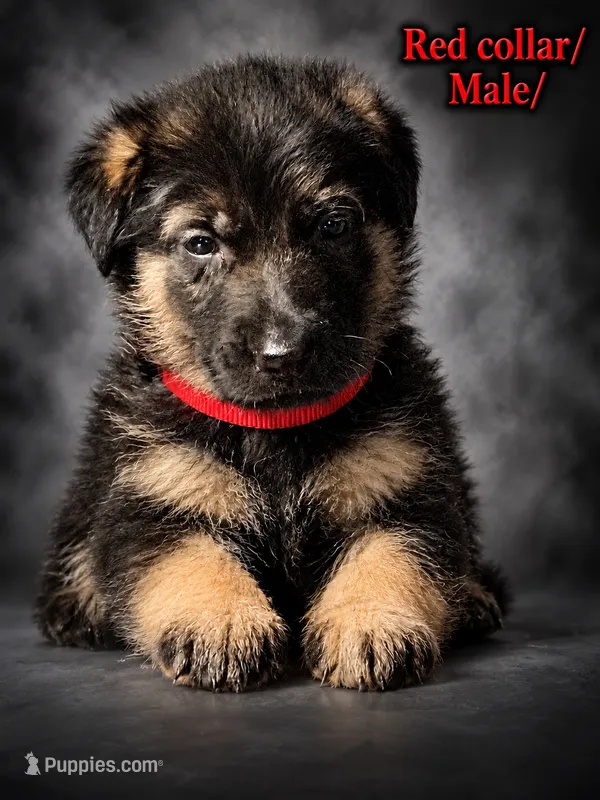 Red collar – German Shepherd Dog puppy for sale in Lake Villa, IL